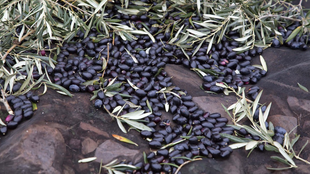 La exportación de aceituna negra a EE.UU. cae un 9,9% en el primer trimestre de 2019