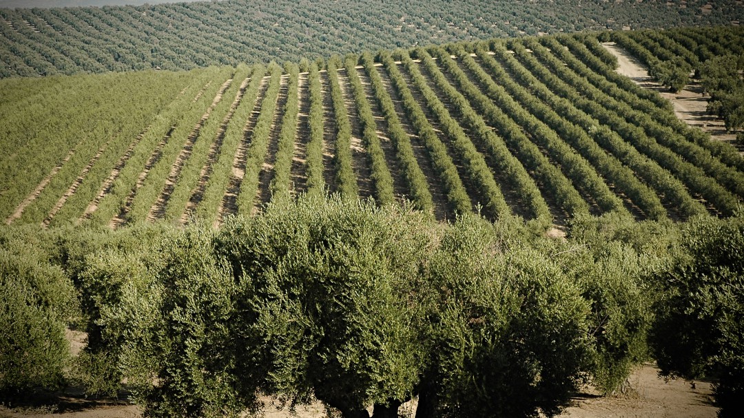 COAG alerta de la situación del olivar de secano con pérdidas importantes por la falta de lluvias
