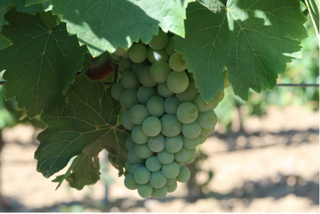 A finales de mes comenzará la vendimia de la variedad sauvignon blanc en la zona de Rueda A finales de mes comenzará la vendimia de la variedad sauvignon blanc en la zona de Rueda