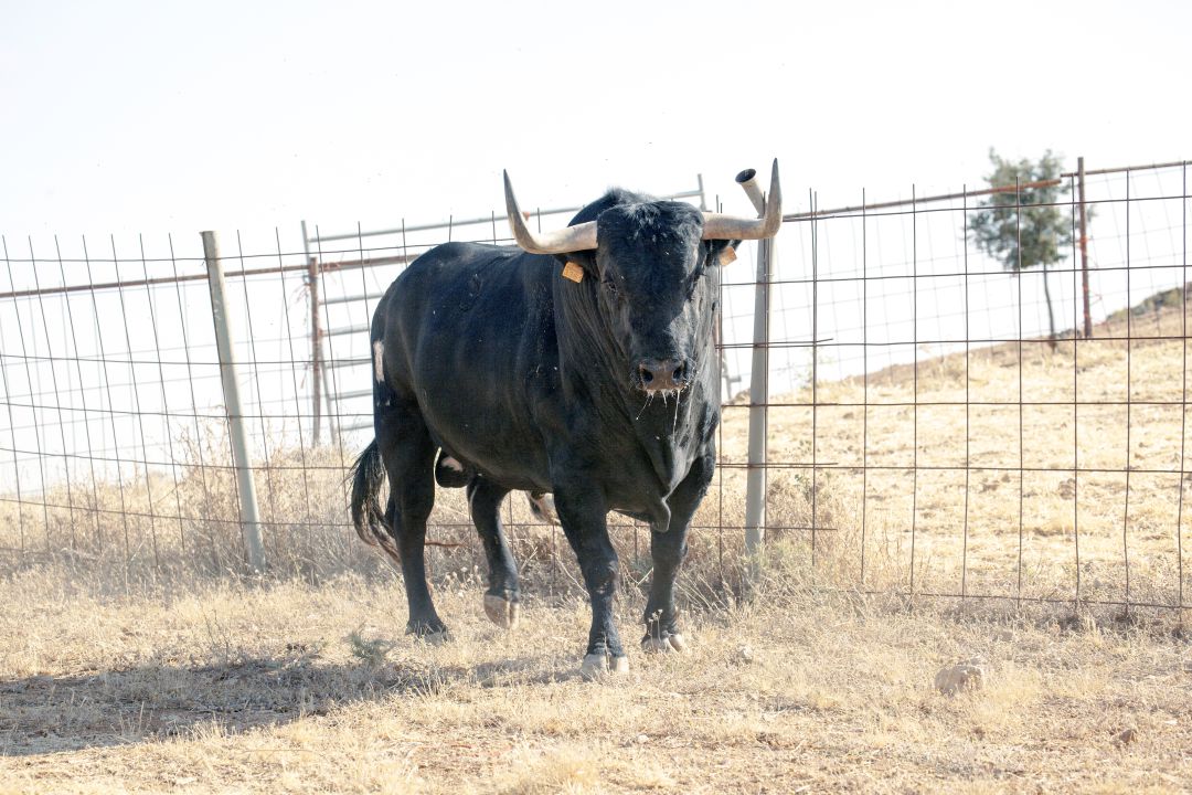 Barco será el Toro de la Vega de Tordesillas en las fiestas de 2019 Barco será el Toro de la Vega de Tordesillas en las fiestas de 2019
