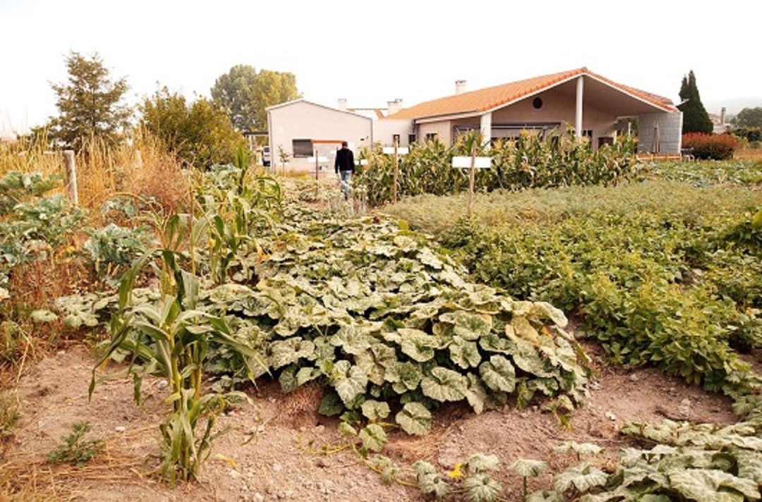 Se probará la viabilidad de las semillas en la huerta del centro Se probará la viabilidad de las semillas en la huerta del centro