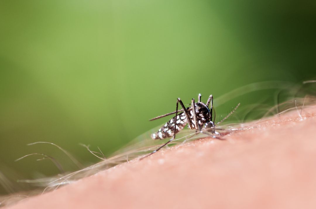 La plaga de mosquito tigre se extiende por toda la Comunitat Valenciana La plaga de mosquito tigre se extiende por toda la Comunitat Valenciana