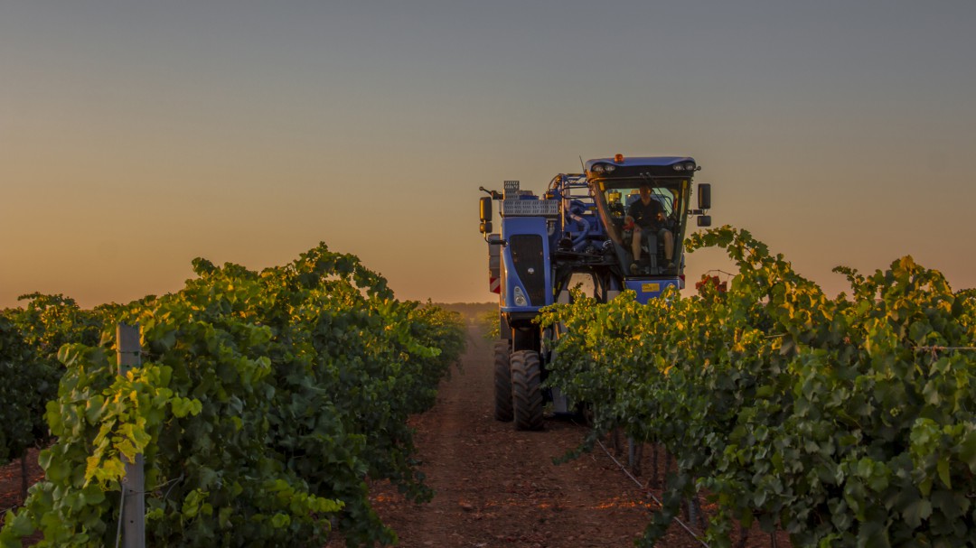 La DO La Mancha comienza la vendimia