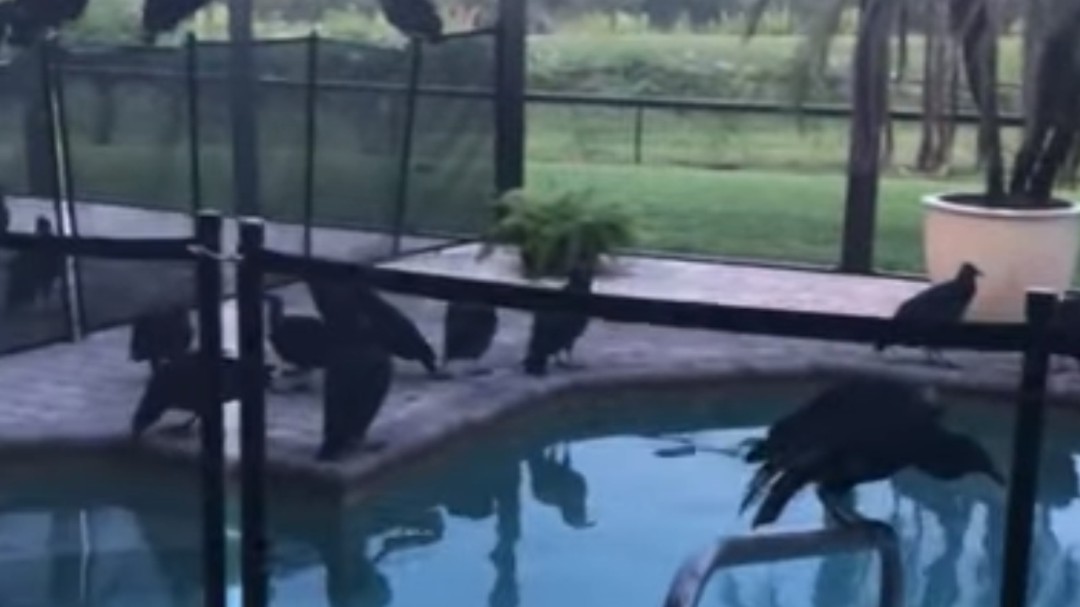 Una bandada de buitres 'asalta' una mansión de Florida