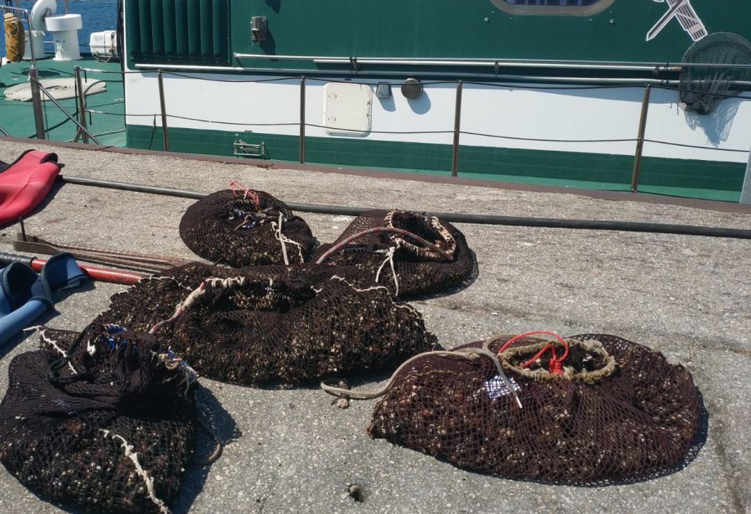La Guardia Civil incauta en Seixo Branco-Mera 38 kilos de percebe La Guardia Civil incauta en Seixo Branco-Mera 38 kilos de percebe