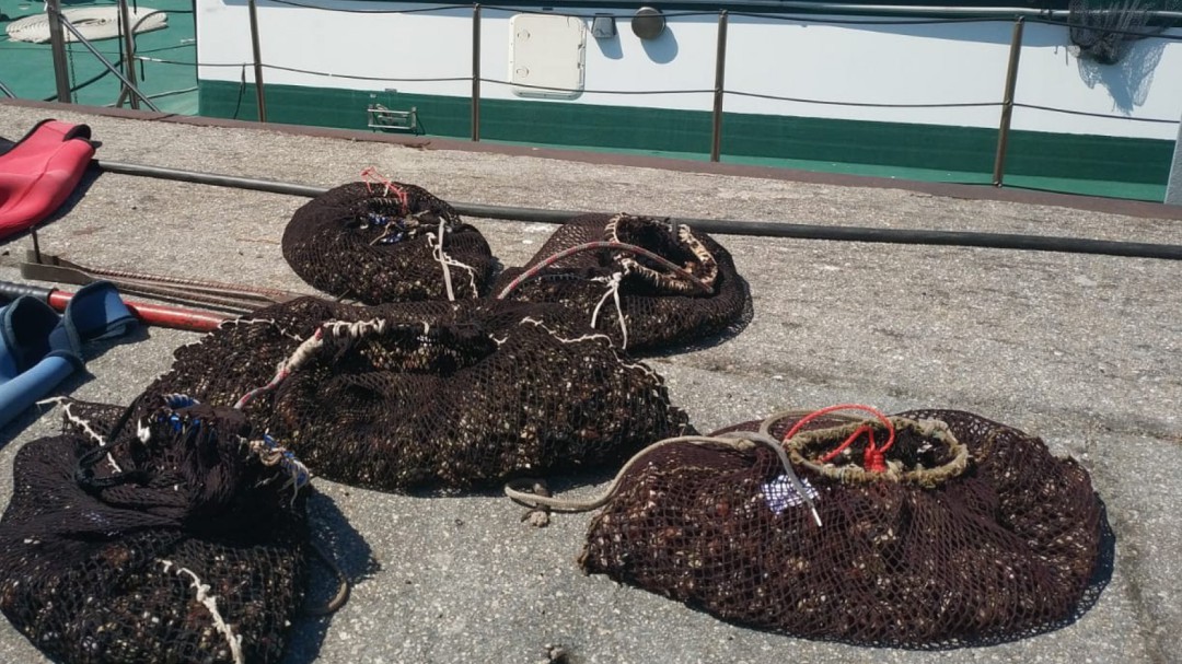La Guardia Civil incauta en Seixo Branco-Mera 38 kilos de percebe