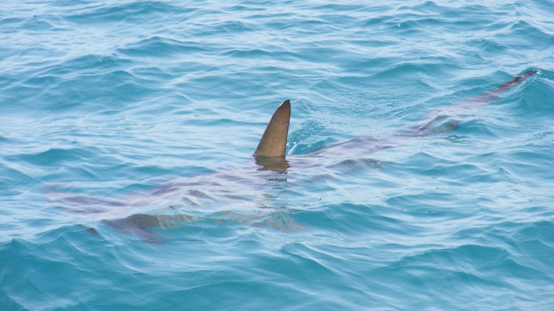 Aumenta el número de avistamientos de tiburones en Galicia en los últimos años