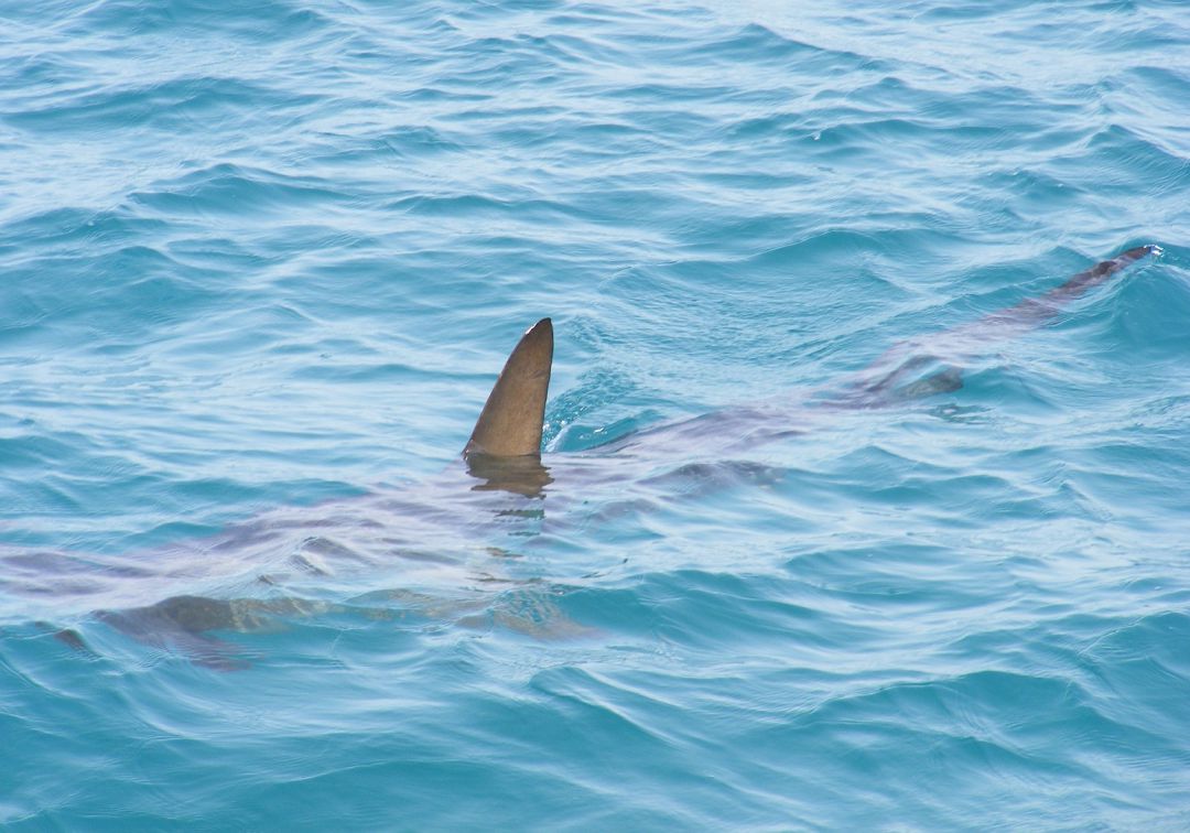 Aumenta el número de avistamientos de tiburones en Galicia en los últimos años
