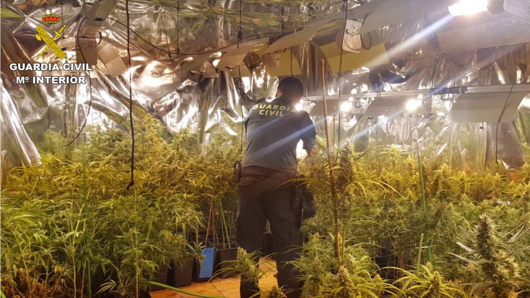 Desmantelan una plantación de marihuana indoor en Xàbia