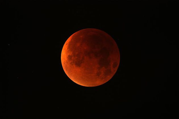 Las extrañas reacciones que los eclipses provocan en los animales Las extrañas reacciones que los eclipses provocan en los animales