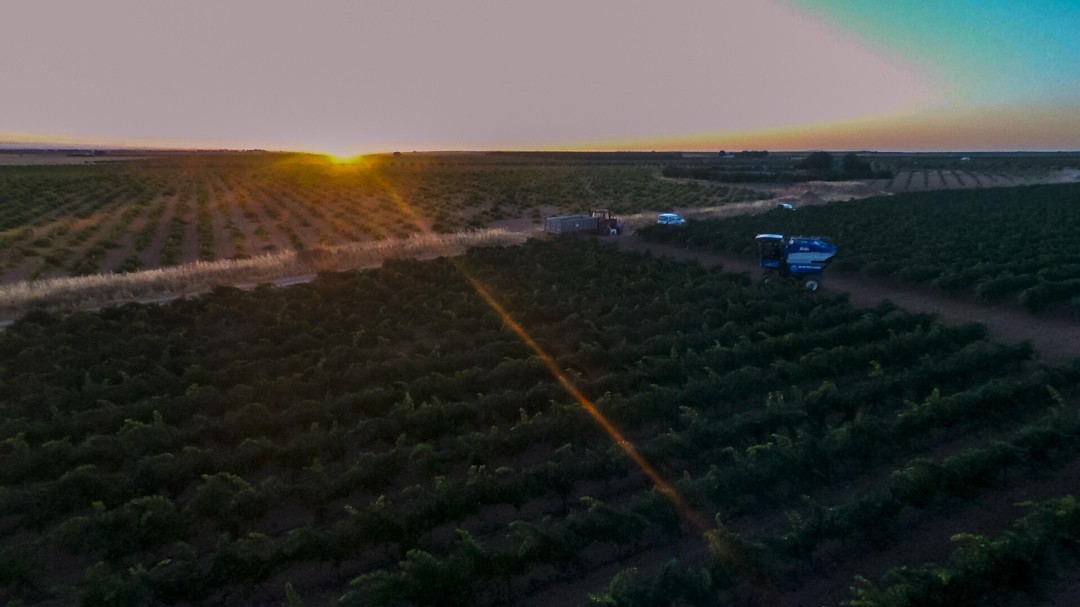 Arranca la vendimia en DO La Mancha con la variedad chardonnay