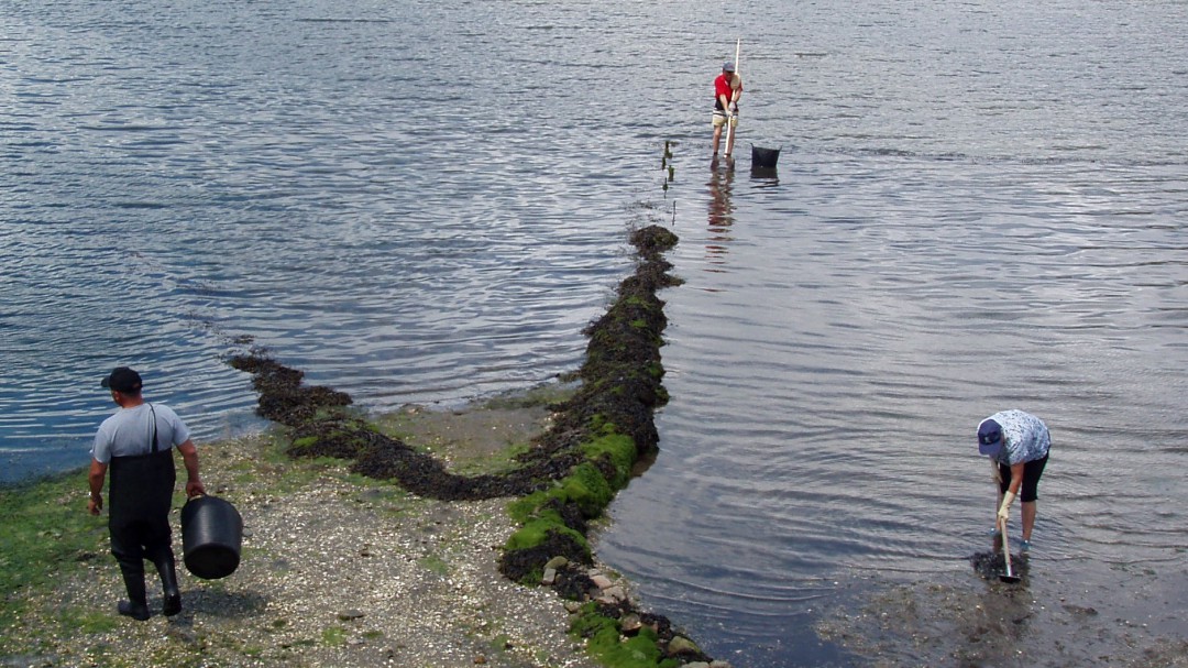 Escasas capturas en la campaña marisquera del verano en A Coruña