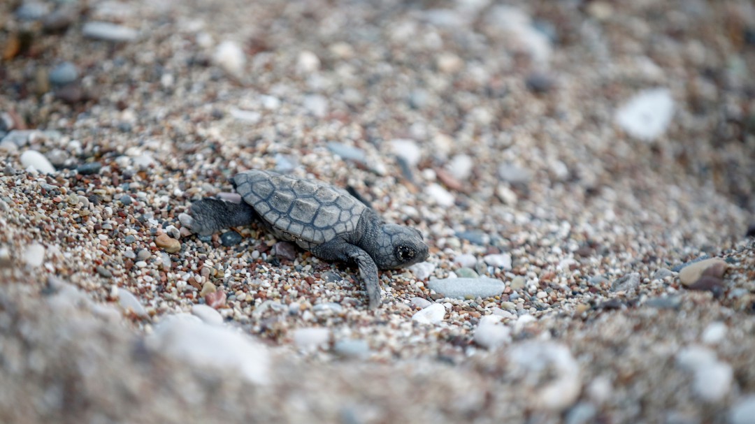 'Campamento Tortuga', a partir del 6 de septiembre en la playa de El Saler