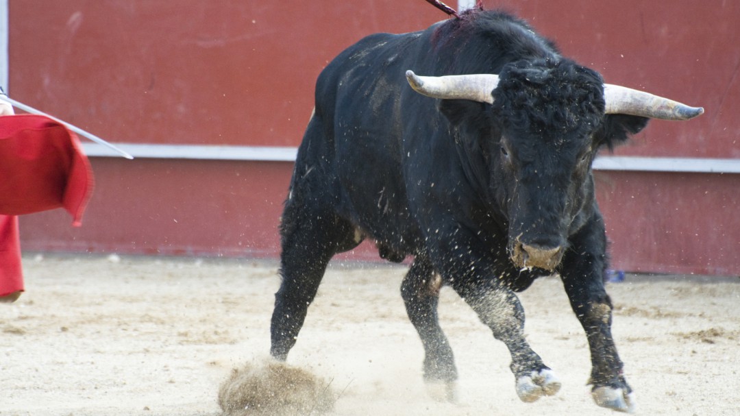 Alcalá de Henares, sin toros por cuarto año consecutivo