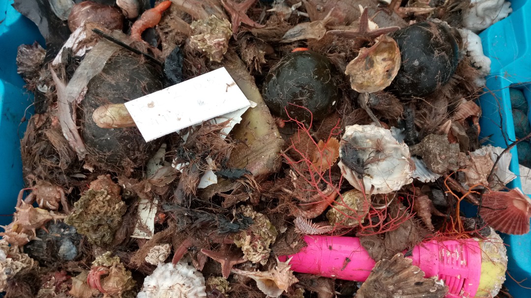 Más de un tercio de lo que se pesca frente a Barcelona es basura