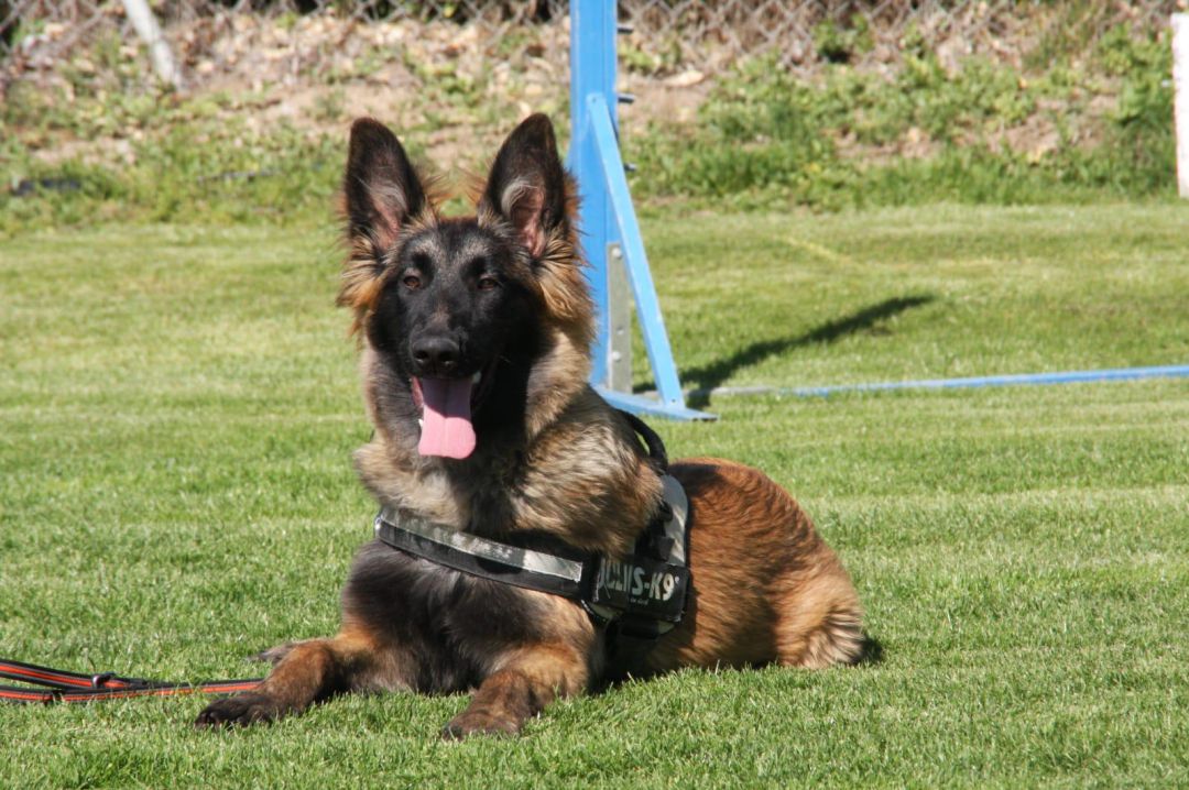 Proyecto Pepo: perros para proteger a supervivientes de violencia machista Proyecto Pepo: perros para proteger a supervivientes de violencia machista