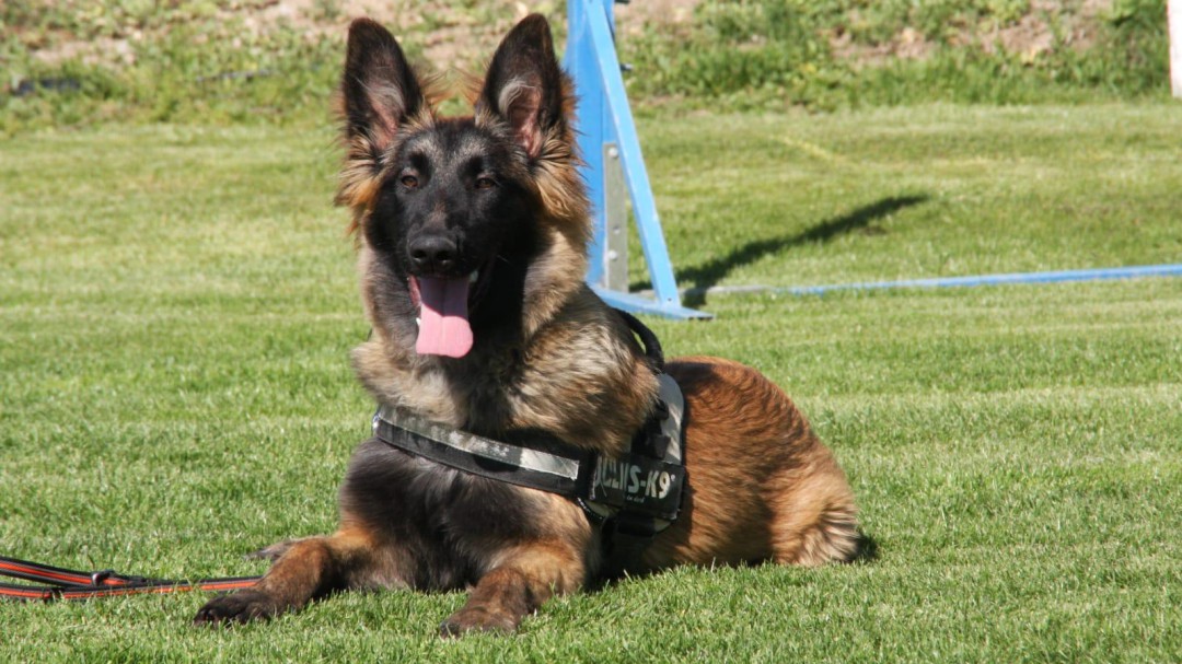 Proyecto Pepo: perros para proteger a supervivientes de violencia machista