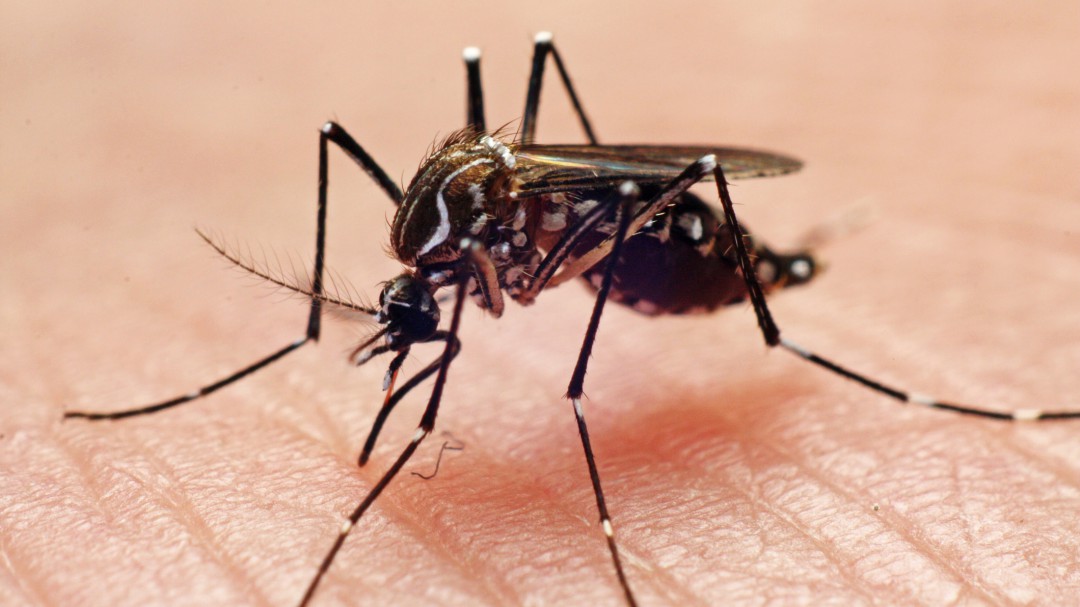 Los mosquitos acosan a turistas y vecinos de Urbanova