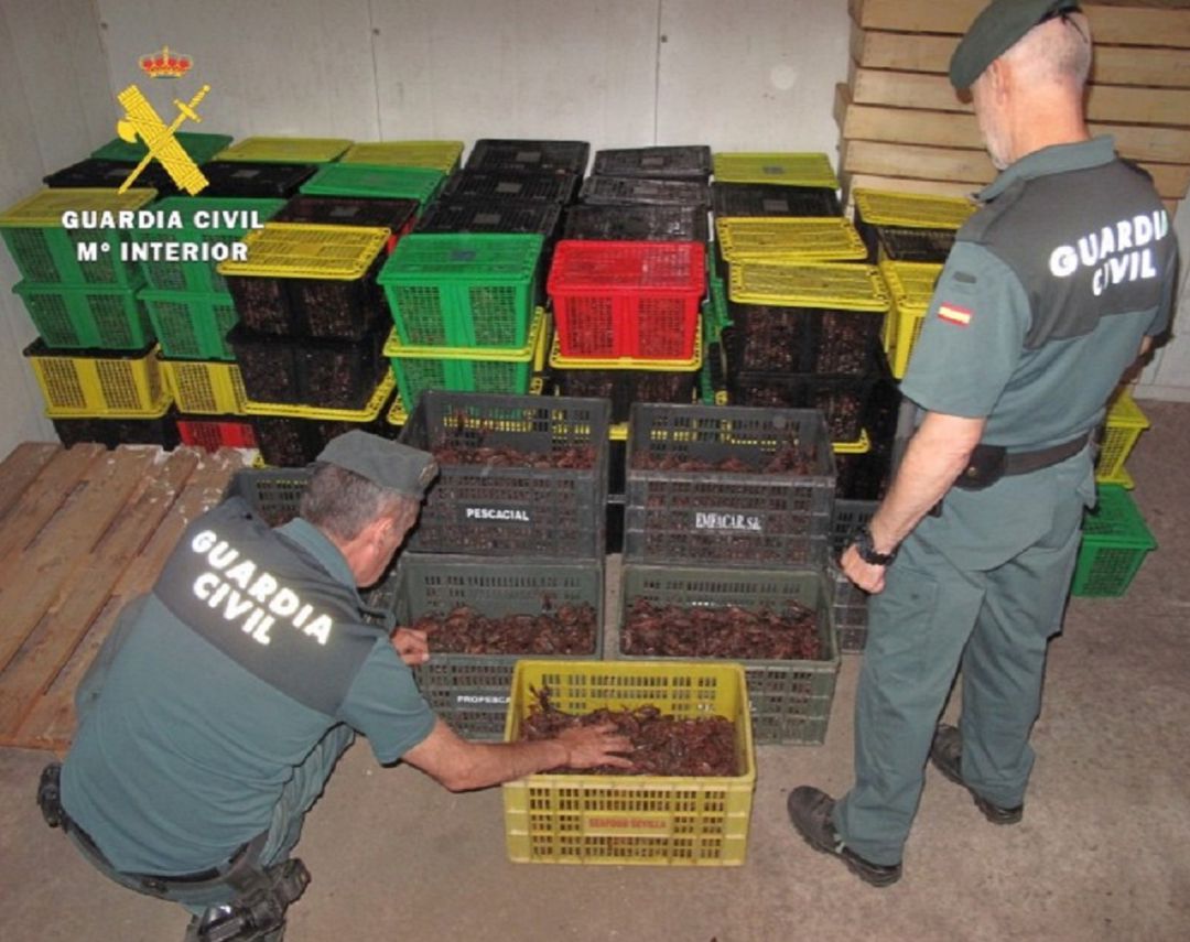 Especies invasoras: Capturados 718 kilos de cangrejo rojo cuya venta está prohibida Especies invasoras: Capturados 718 kilos de cangrejo rojo cuya venta está prohibida