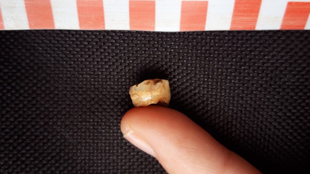 Ojo Guareña arroja un diente infantil de Neandertal