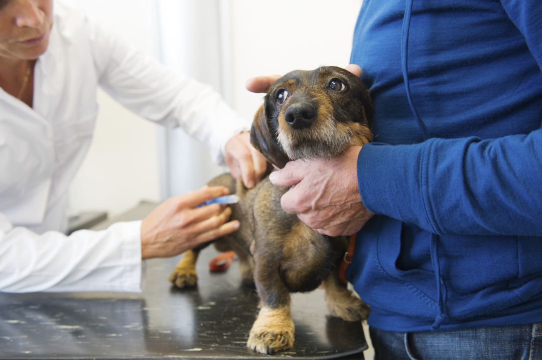 Las clínicas de pequeños animales (de compañía) tienen una imposición en su actividad del IVA del 21% Las clínicas de pequeños animales (de compañía) tienen una imposición en su actividad del IVA del 21%