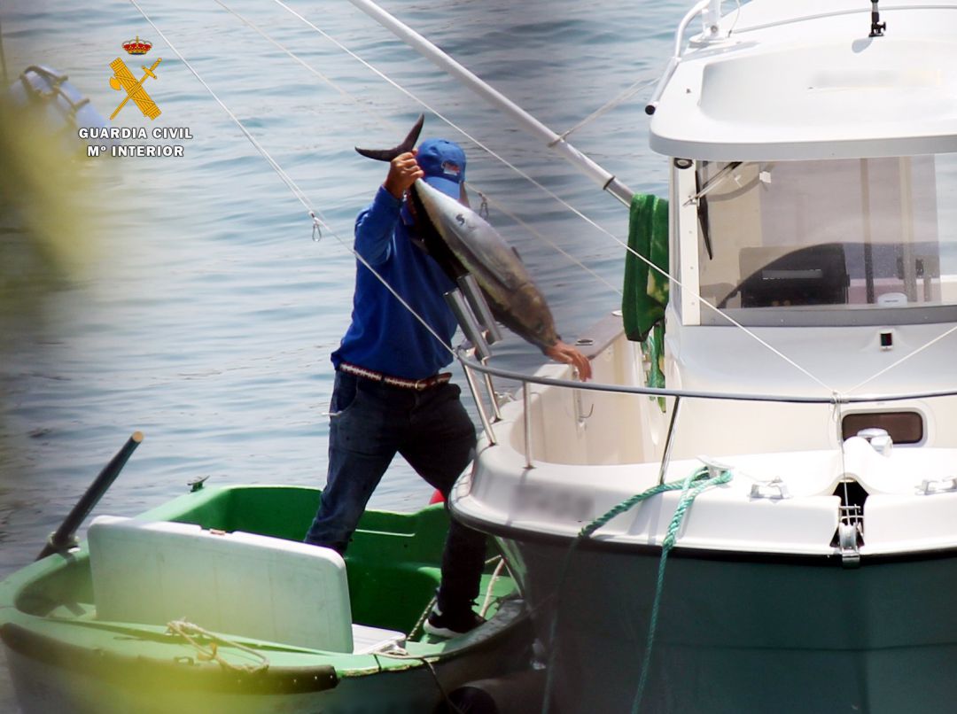 Pesca furtiva de bonitos en Castro Urdiales Pesca furtiva de bonitos en Castro Urdiales