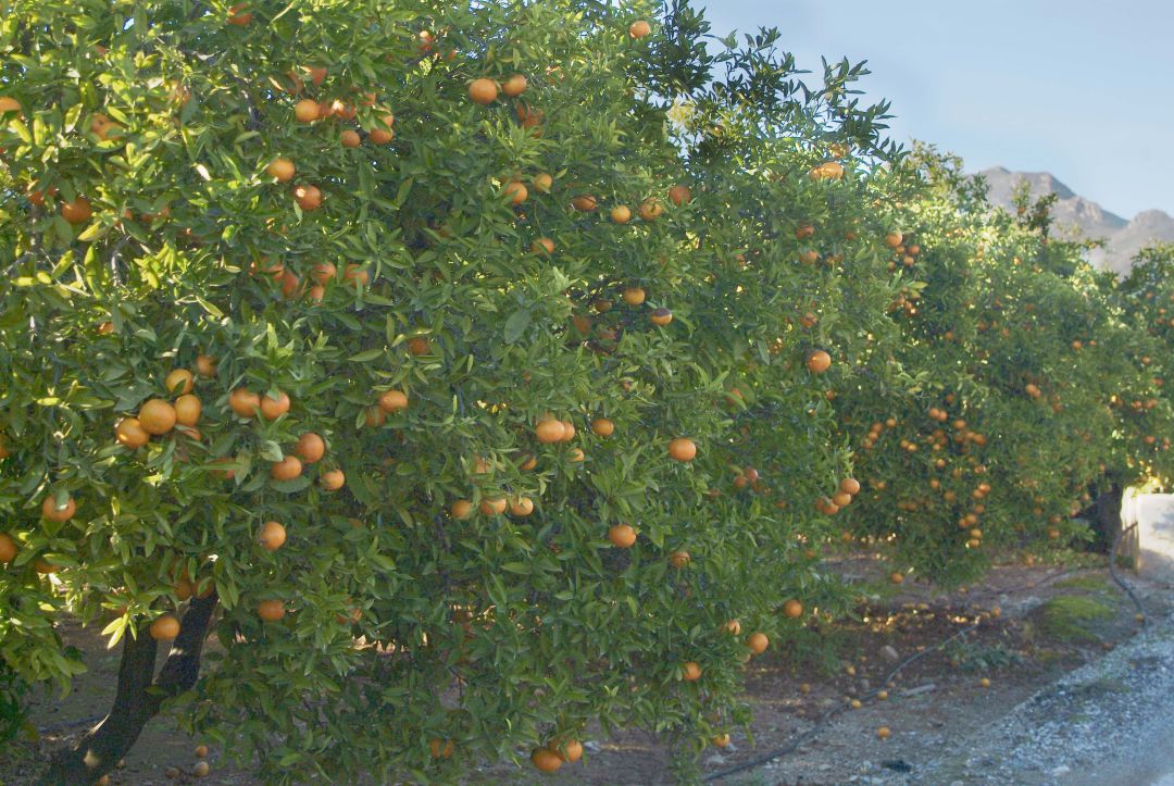 Campos de naranjas en la comarca de la Safor. Campos de naranjas en la comarca de la Safor.