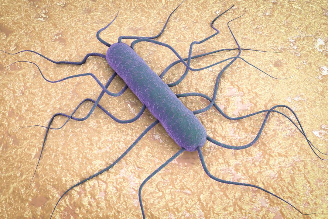 Imagen de la bacteria que produce listeriosis Imagen de la bacteria que produce listeriosis