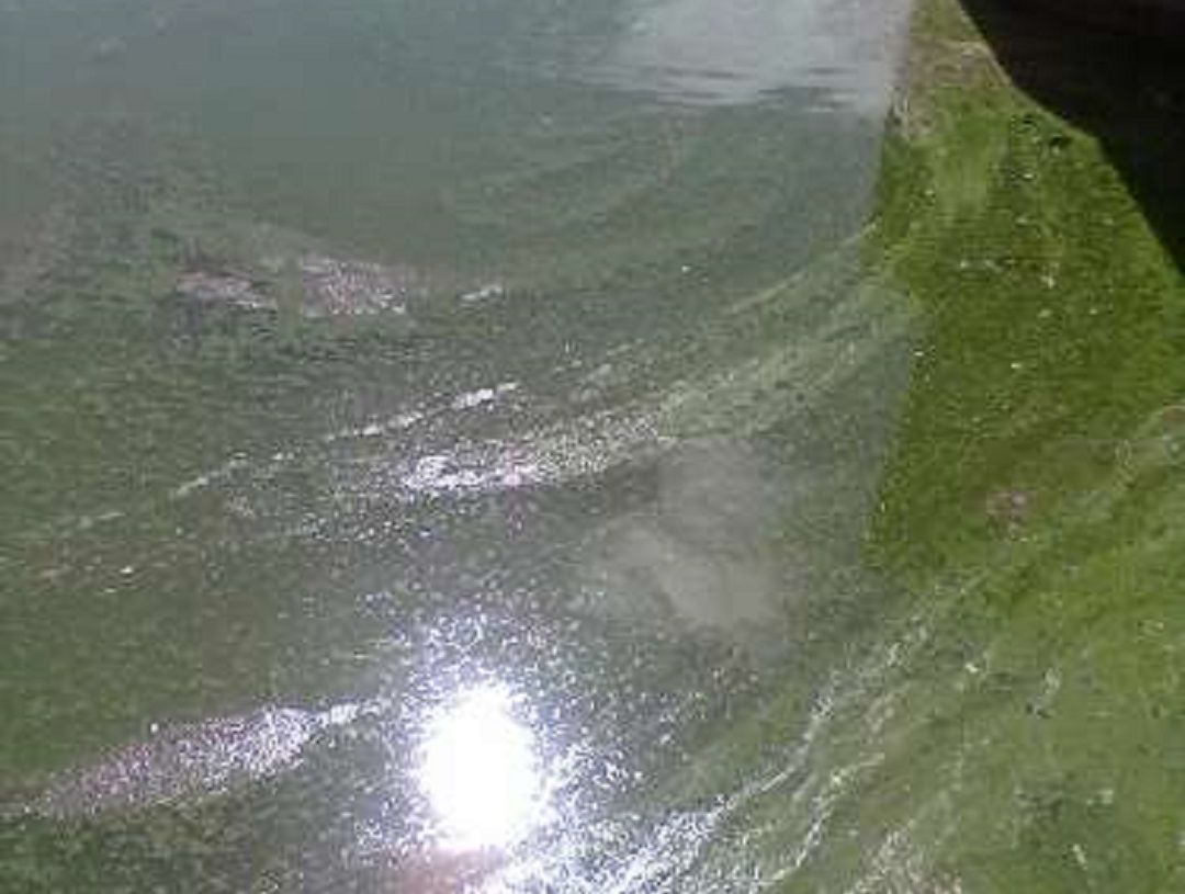 La presencia de cianobacterias da al agua un tono verdoso La presencia de cianobacterias da al agua un tono verdoso