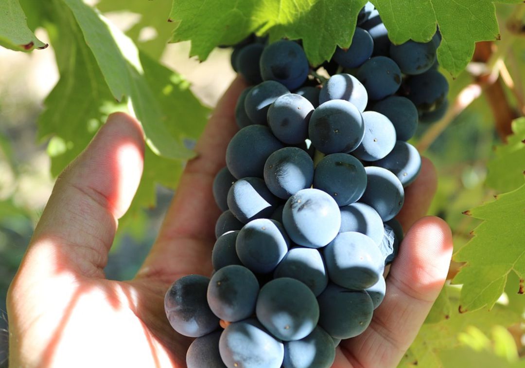 Las bodegas de la comarca no encuentran vendimiadores para la próxima campaña