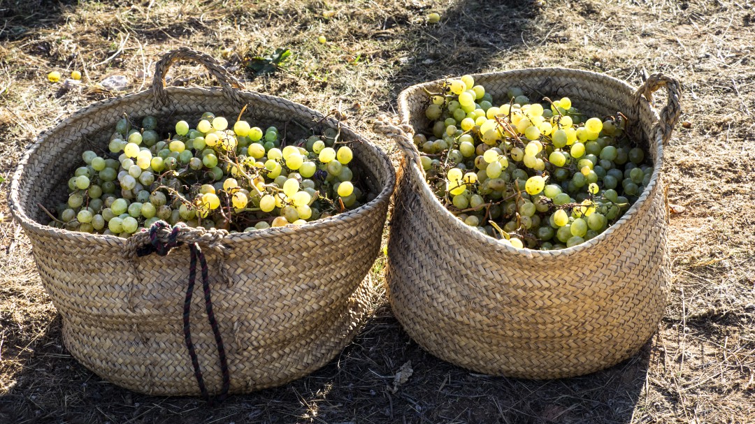 Los productores de cava anuncian una 'tractorada' en Requena contra los bajos precios