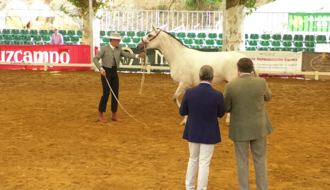 Pista central del Concurso Morfológico y Funcional de Caballos de Pura Raza Española, Anducab. Pista central del Concurso Morfológico y Funcional de Caballos de Pura Raza Española, Anducab.