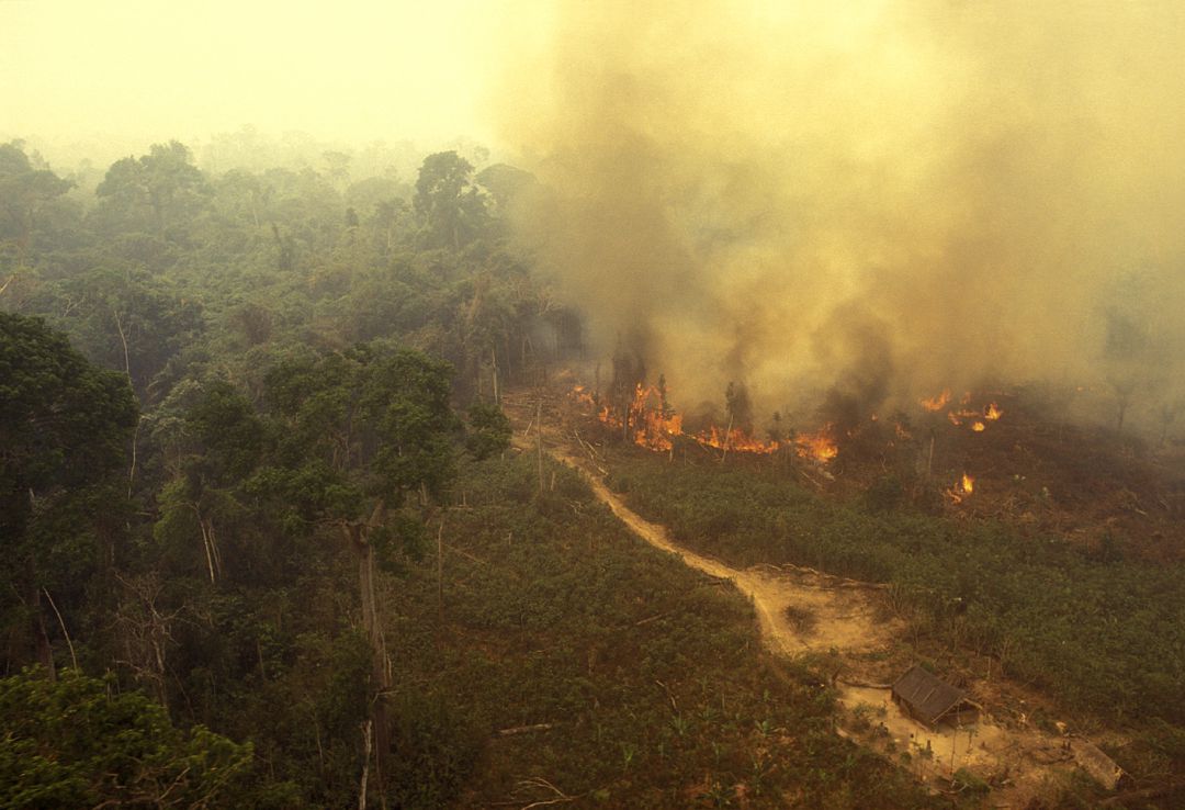 Alicante se suma a las protestas por el incendio del Amazonas Alicante se suma a las protestas por el incendio del Amazonas