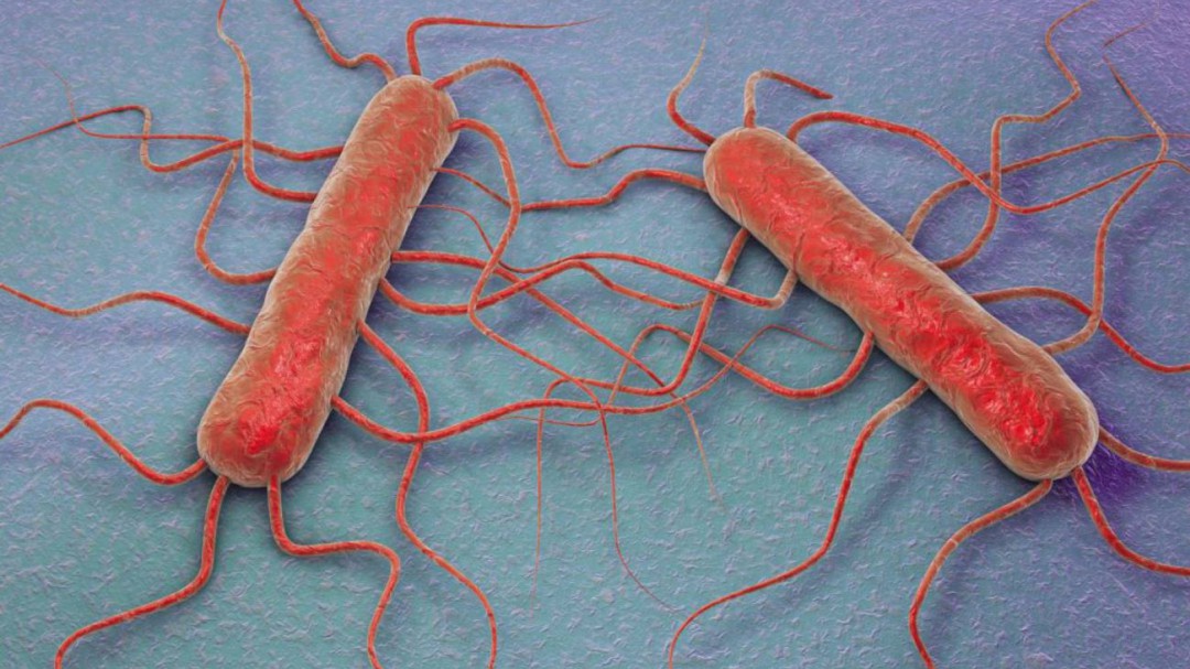 El SES notifica 15 casos pendientes de confirmación por listeriosis en Extremadura