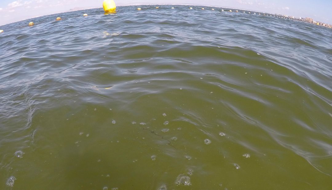 Un grupo de científicos critica el diagnóstico oficial sobre el Mar Menor Un grupo de científicos critica el diagnóstico oficial sobre el Mar Menor