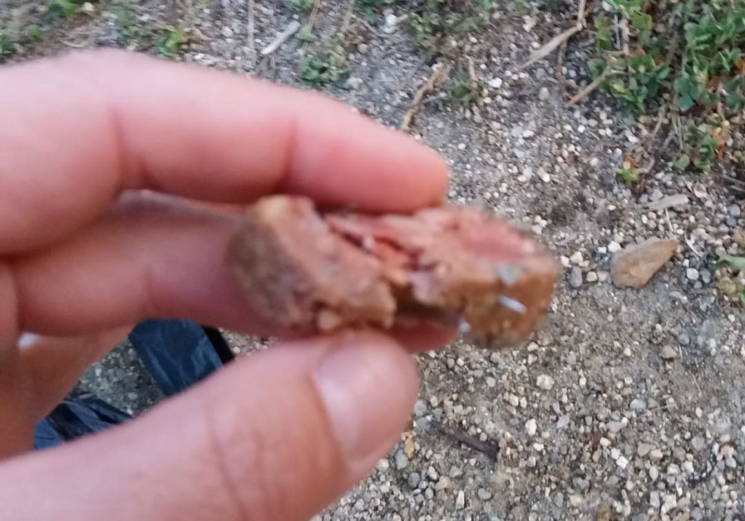 Colectivos animalistas piden un endurecimiento de las sanciones por maltrato animal