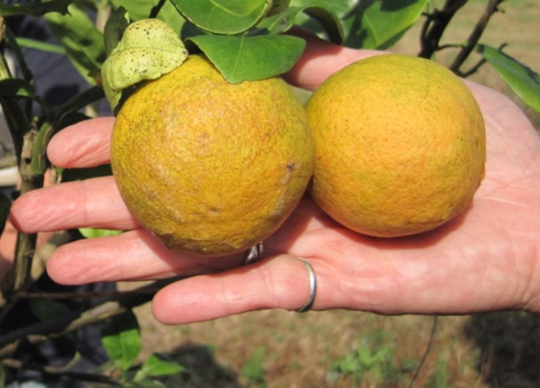 En Queensland, Australia, ya ha llegado la enfermedad HLB y sus naranjas se están viendo afectadas En Queensland, Australia, ya ha llegado la enfermedad HLB y sus naranjas se están viendo afectadas
