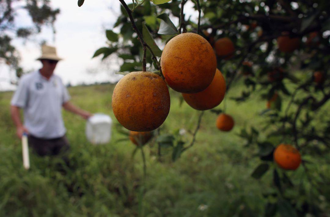En Florida el 80% de la producción de cítricos se ha visto afectada por el HLB En Florida el 80% de la producción de cítricos se ha visto afectada por el HLB