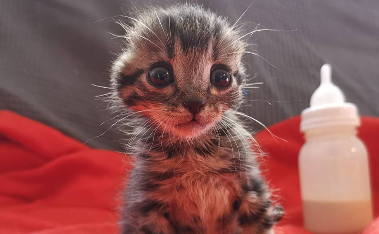 La Emotiva Historia De Nano El Gato Sin Orejas Que Ya Ha Encontrado Familia Sociedad Cadena Ser