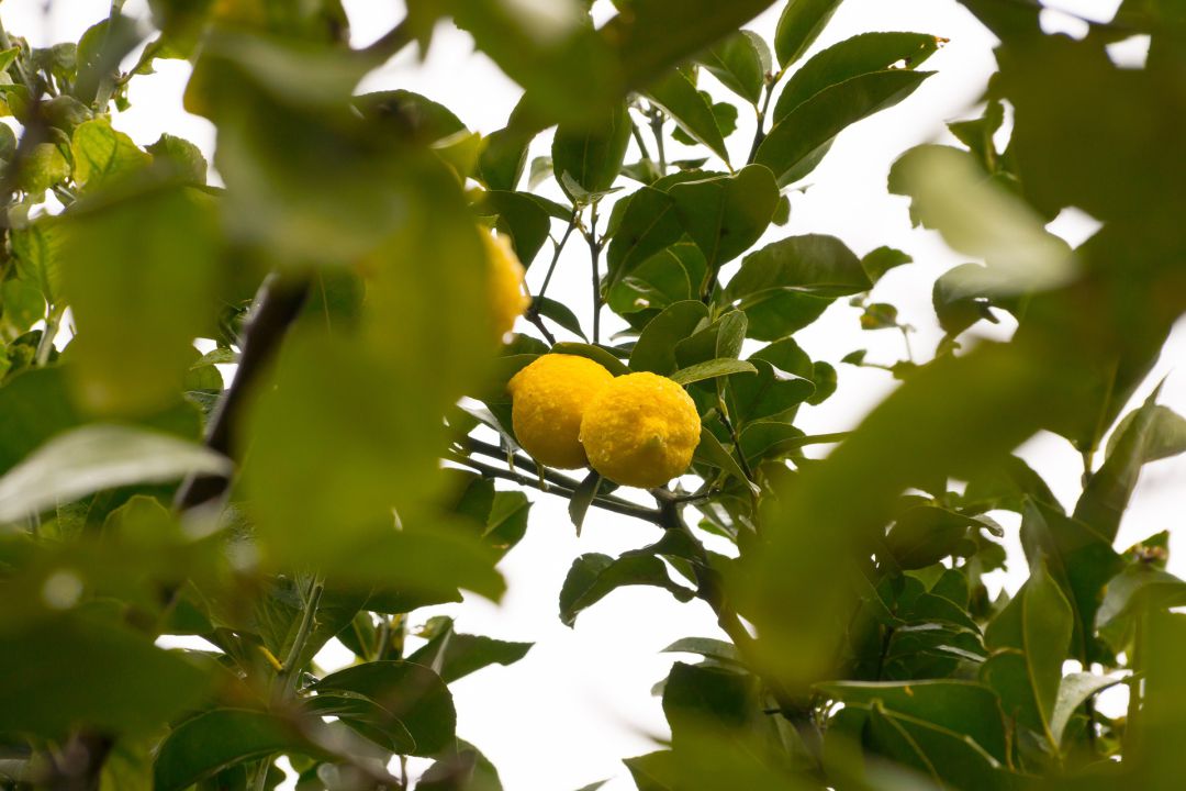 La Xunta deriva a Portugal la responsabilidad ante una posible plaga de 'dragón amarillo' La Xunta deriva a Portugal la responsabilidad ante una posible plaga de 'dragón amarillo'