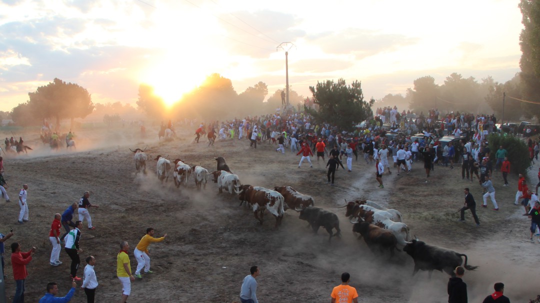 Los toros de Lagunajanda protagonizan un primer encierro intenso en Cuéllar