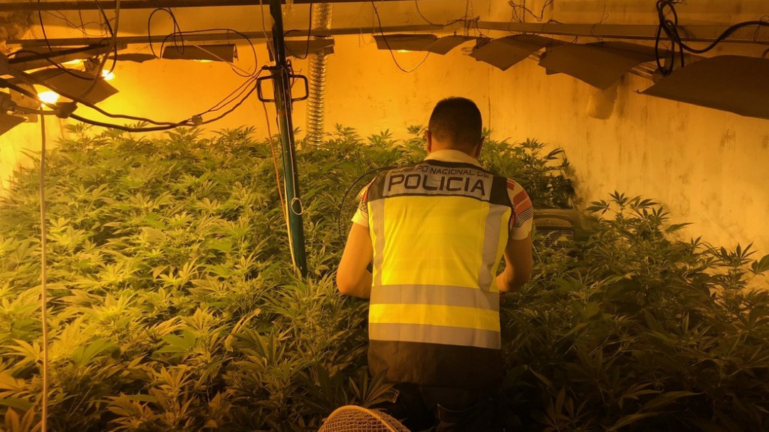 Detenida una familia en Daimús que tenía un laboratorio de marihuana en casa