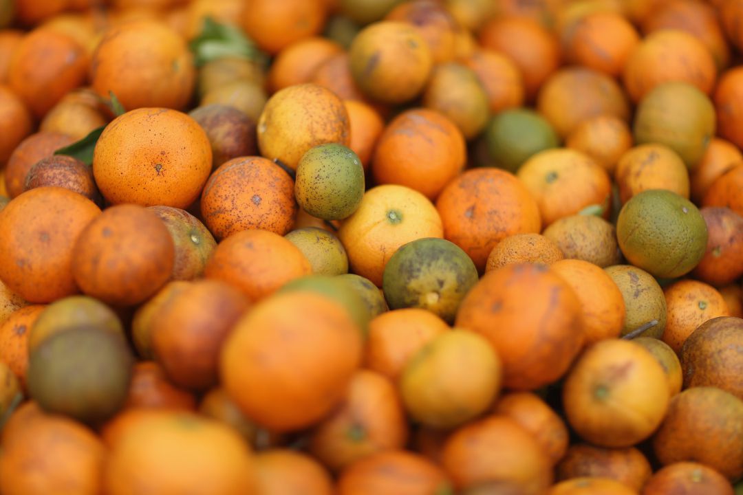 Consecuencias del HLB, también conocido como 'greening' en algunas naranjas de Florida Consecuencias del HLB, también conocido como 'greening' en algunas naranjas de Florida