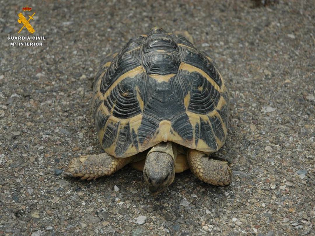 Detenido por poner a la venta una tortuga protegida Detenido por poner a la venta una tortuga protegida