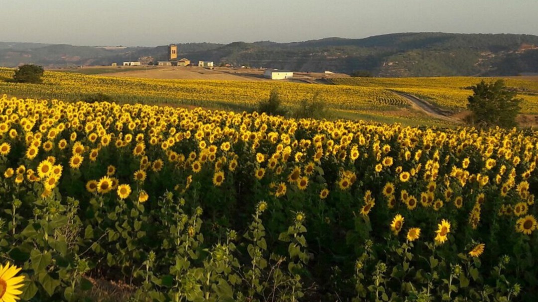 La superficie de cultivo de girasol se reduce un 26% en Córdoba desde 2017