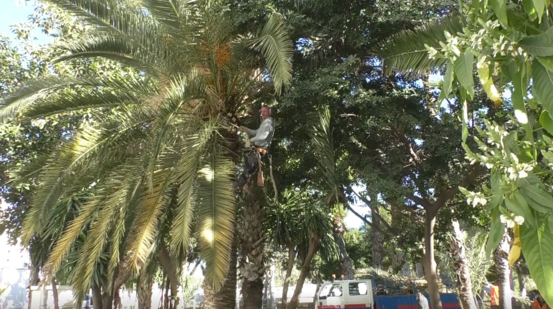 Los palmereros piden apoyo del ayuntamiento y la ciudadanía para la supervivencia de su oficio Los palmereros piden apoyo del ayuntamiento y la ciudadanía para la supervivencia de su oficio