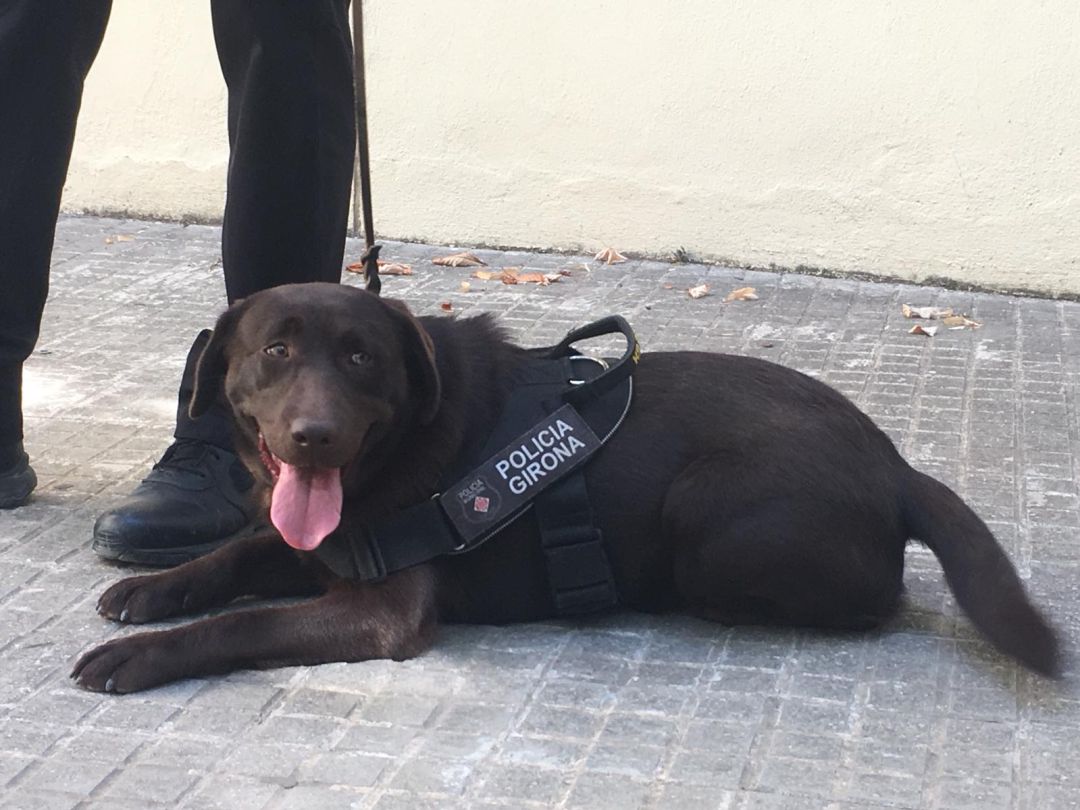 La Kira, la nova gossa policia La Kira, la nova gossa policia