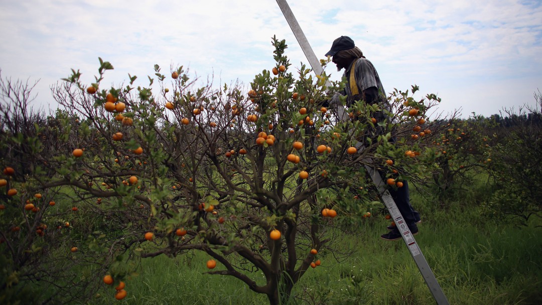 El Ministerio de Agricultura trabaja para evitar que el 'dragón amarillo' avance hasta la Comunitat