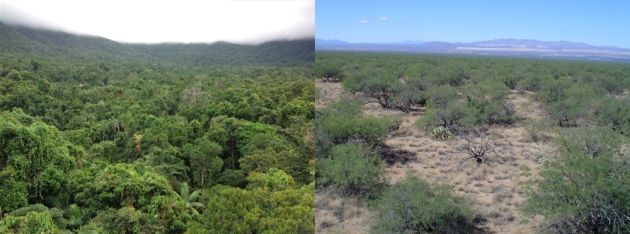 Figura 3. Los incendios pueden transformar el bosque tropical (izquierda) en una sabana (derecha). Figura 3. Los incendios pueden transformar el bosque tropical (izquierda) en una sabana (derecha).