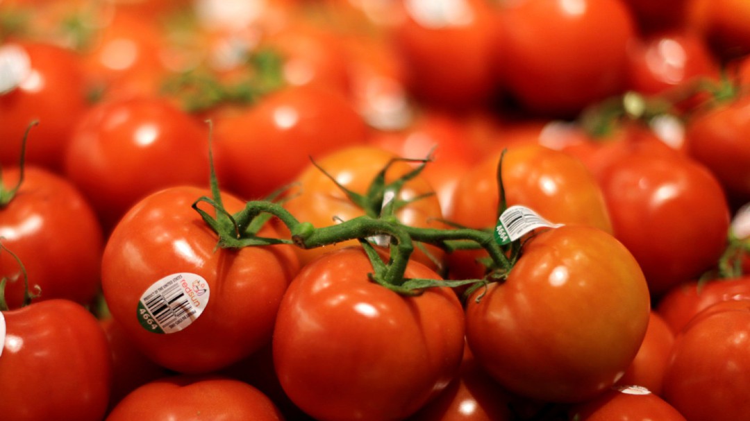 Extremadura exporta el 80 por ciento de la producción de tomate